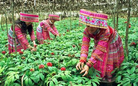 三七，文山三七